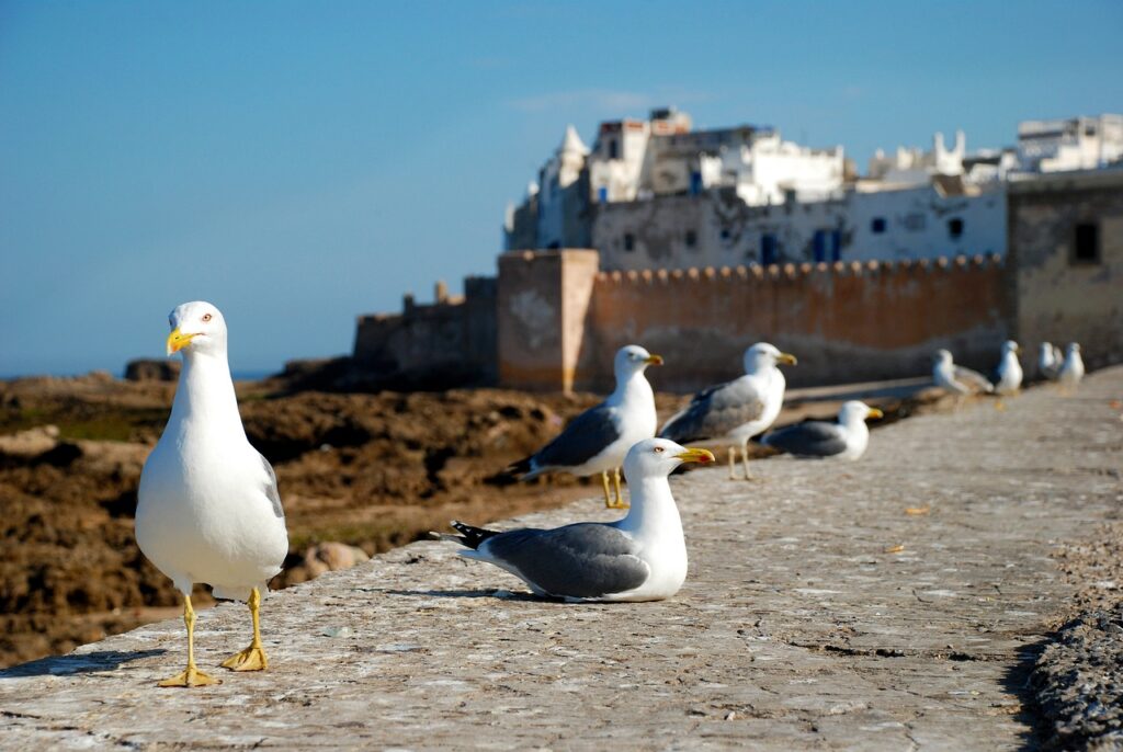 The Seagull of Essaouira