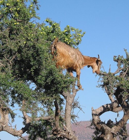 morocco, goat, argan trees, argan oil, cosmetic, morocco, morocco, morocco, morocco, morocco, goat, goat, goat, goat, argan trees, argan trees, argan oil, argan oil