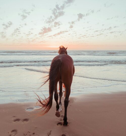 A horse walks along Essaouira beach with a stunning sunset backdrop, creating a tranquil scene.